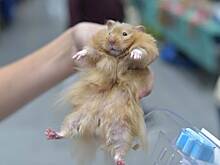 Дикий хомяк стал причиной введения карантина в Новинках в Нижнем Новгороде