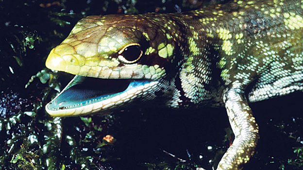 Биологи определили происхождение зеленокровных ящериц