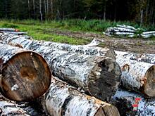 Экс-чиновница Татьяна Давыденко расскажет, кто ворует сибирский лес