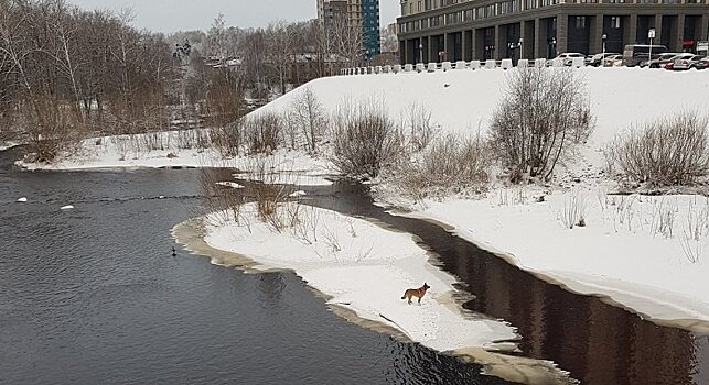 Спасатели вызволили собаку с середины реки в Петрозаводске