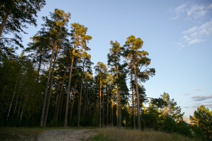 Лесные угодья на 44 млн незаконно присвоил предприниматель из Бердска
