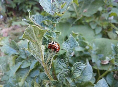 Колорадский жук развил устойчивость более чем к 54 различным инсектицидам