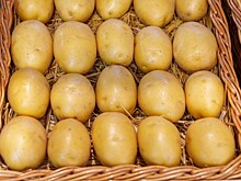 Картофельная моль и мухи-горбатки: что нашли в египетском картофеле в порту Новороссийска