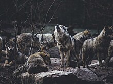 Волки в Чернобыле выработали устойчивость к раку