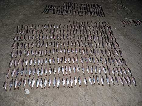 На Дону задержали двух мужчин, выловивших 500 голов рыбы