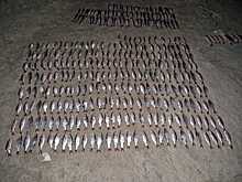 На Дону задержали двух мужчин, выловивших 500 голов рыбы