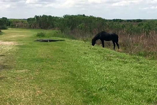 Дикая лошадь напала на аллигатора во Флориде