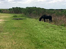 Дикая лошадь напала на аллигатора во Флориде