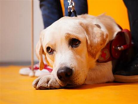 "Студентом" СГИКа стала собака-поводырь Снежок Бычков