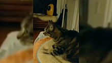 «Попробуй только выключи»: «фанатеющий» от боевиков кот рассмешил пользователей Сети