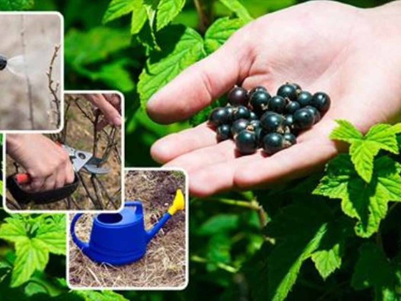 Выбор сорта, не адаптированного к вашему региону