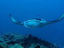 Курорт Milaidhoo Maldives приглашает посмотреть на чудо природы: миграцию скатов манта