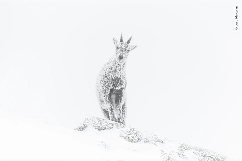 Премия «Восходящая звезда» Портрет альпийского горного козла. Региональный природный парк Веркор, Рона-Альпы, Франция
