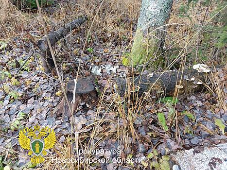 В Новосибирской области женщина незаконно вырубила деревья на 6 миллионов рублей
