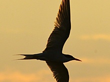 Волжанин сделал красивейшие фото парящих на закате над Ахтубой птиц