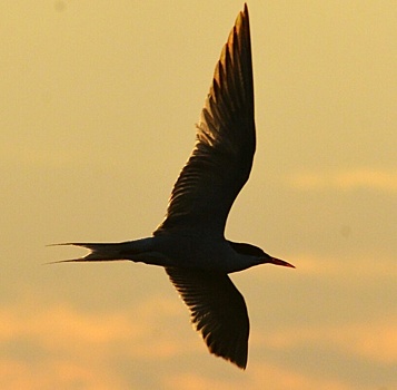 Волжанин сделал красивейшие фото парящих на закате над Ахтубой птиц