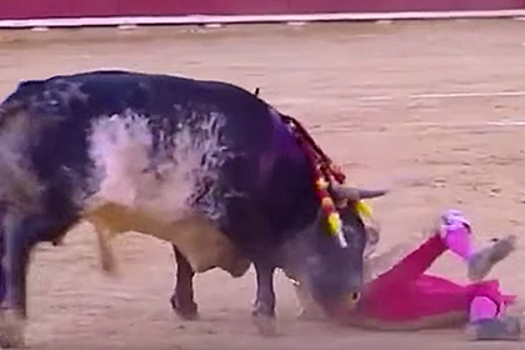 В Испании бык забодал тореадора