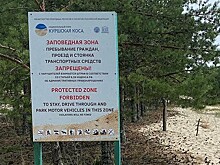 В нацпарке «Куршская коса» напоминают отдыхающим, где нельзя собирать грибы