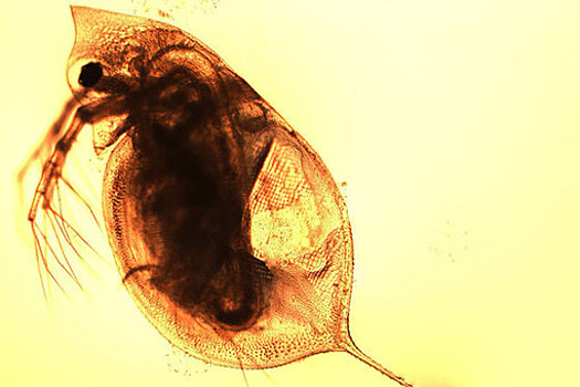 CEE: увеличение концентрации нанопластика в воде вредит крошечным ракообразным