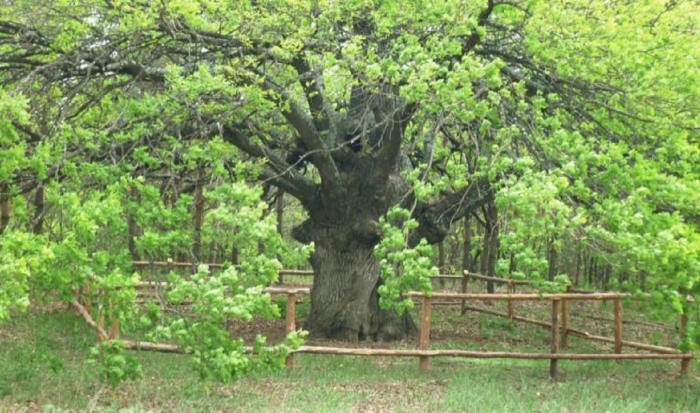 Дуб-великан из Волгоградской области поборется за звание «Дерева года»