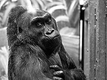 Старейшая жившая в неволе горилла умерла в возрасте 60 лет