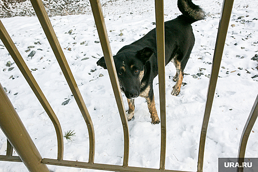 В Перми к борьбе с бездомными собаками привлекли экс-силовика