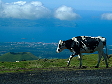 "Корова-герой" спаслась от бойни и уплыла на остров