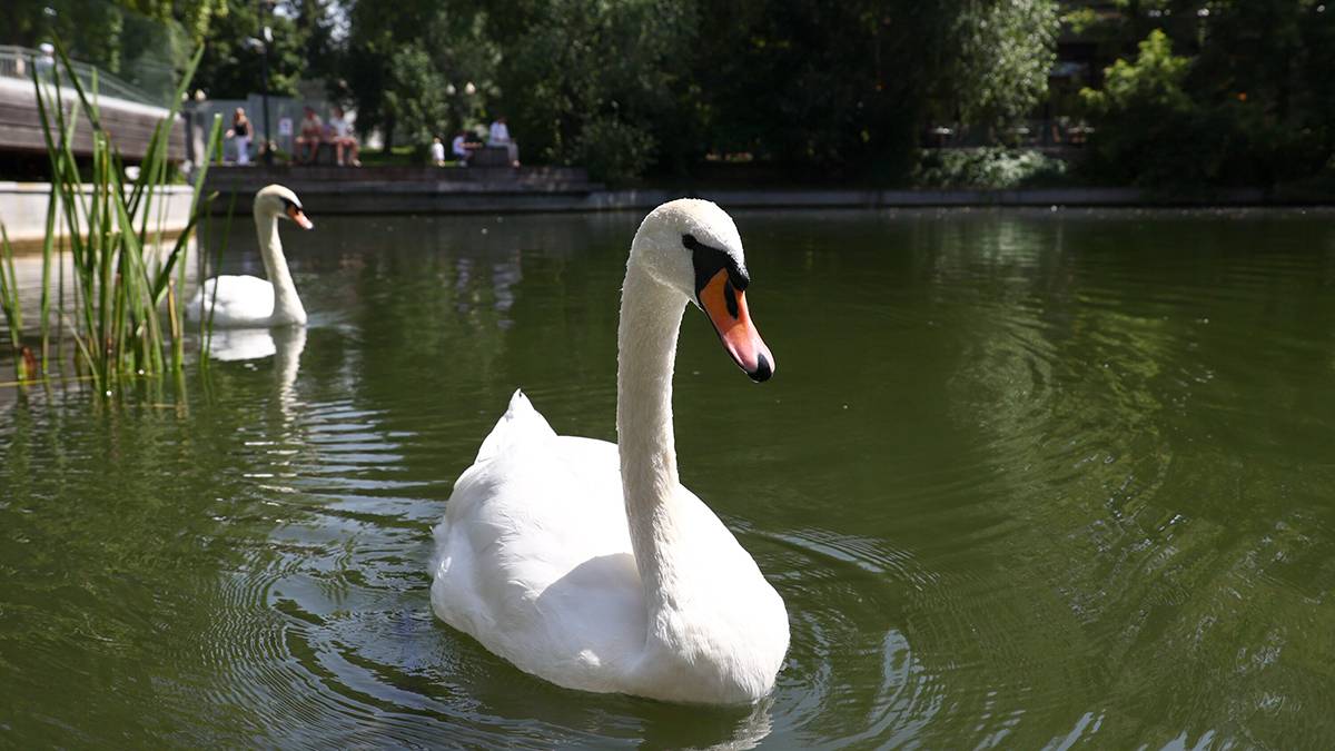 Спасенного лебедя Счастье выпустили на озере в Абрау-Дюрсо
