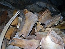 Палеонтологи нашли крупнейшее в Азии логово пещерных гиен