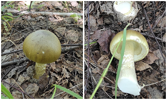 Редкий смертельно ядовитый гриб нашли под Новосибирском