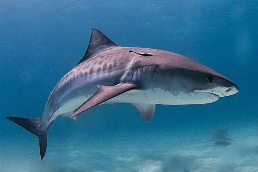 Раскрыто состояние пострадавшей от укуса акулы в Египте девушки