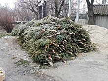 Зоопарк просит жителей Николаева передать им ненужные хвойные деревья