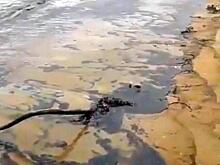 В пригороде Владивостока с пляжей вывезли десятки тонн загрязнённого нефтепродуктами грунта