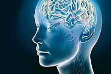 Томские ученые улучшат работу мозга с помощью белков