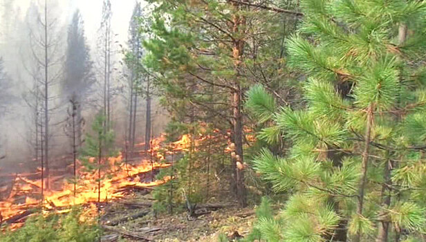 В Санкт-Петербурге тушат крупный природный пожар