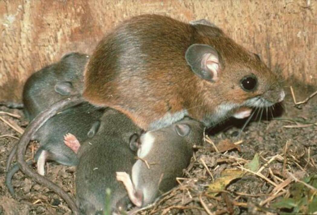 Сколько мышей