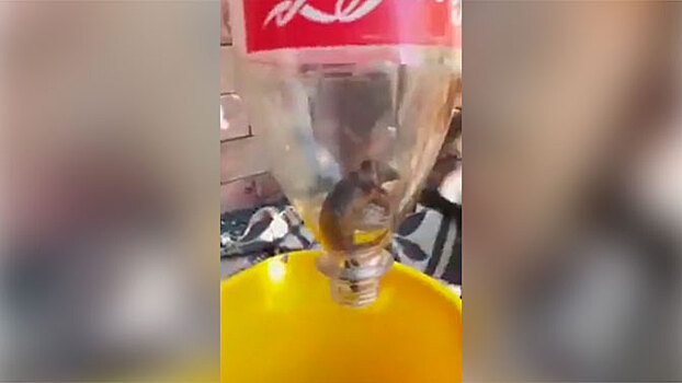 «Часть секретного рецепта»: аргентинец нашел дохлую мышь на дне бутылки Coca-Cola
