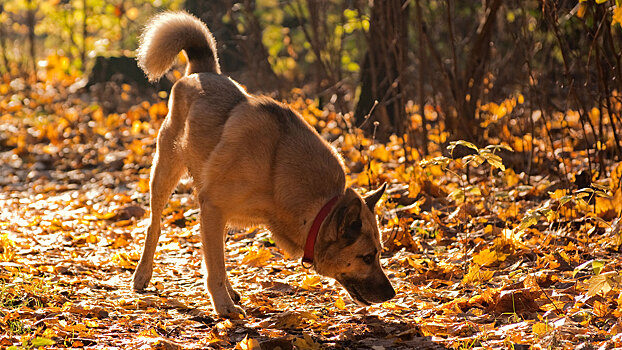 Хорёк-электрик  и ещё 7 профессий, которые освоили животные вместо людей