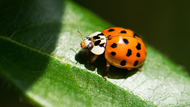 Какие приметы связаны с появлением божьих коровок