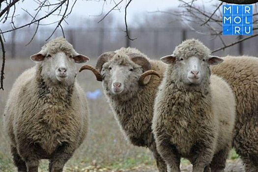 Ингушетия закупит у Дагестана 20 тыс. овец до 2022 года