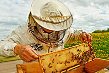 Пчеловод со стажем дал совет, как быть, если у соседа появилась пасека