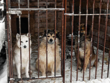 Сотни жизней за 21 миллион: волонтёры Красноярска спасли собак от усыпления