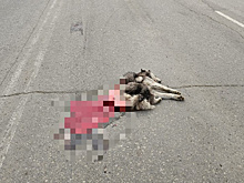 Водитель, насмерть сбивший собаку в Благовещенске, не понесёт наказания