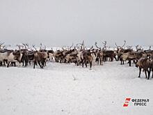 В ямальской тундре ждут бешеных песцов