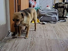 Волгоградские волонтеры спасли собаку, брошенную в лесу в мешке