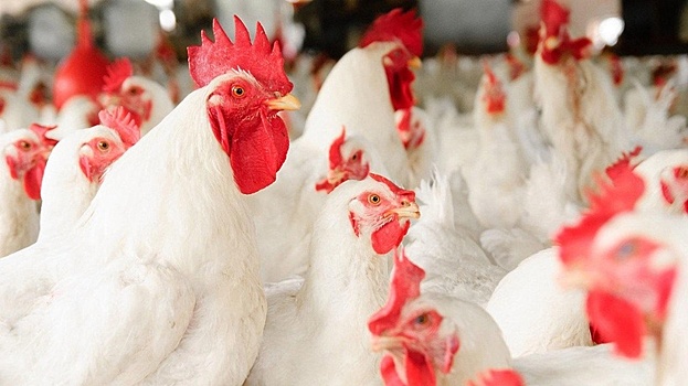 Подмосковное птицеводческое хозяйство получило статус генофондного