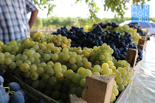 В Дагестане продолжат собирать рекордный урожай винограда