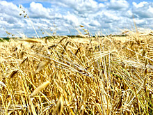 Более трех миллионов тонн зерна убрано с полей Тамбовской области