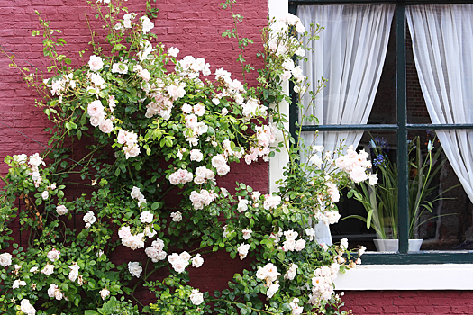 Плюсы и минусы плетистых роз: зачем их сажать в саду