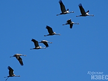 В Курскую область возвращаются журавли